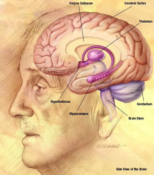 Archivo:NIA human brain drawing.jpg